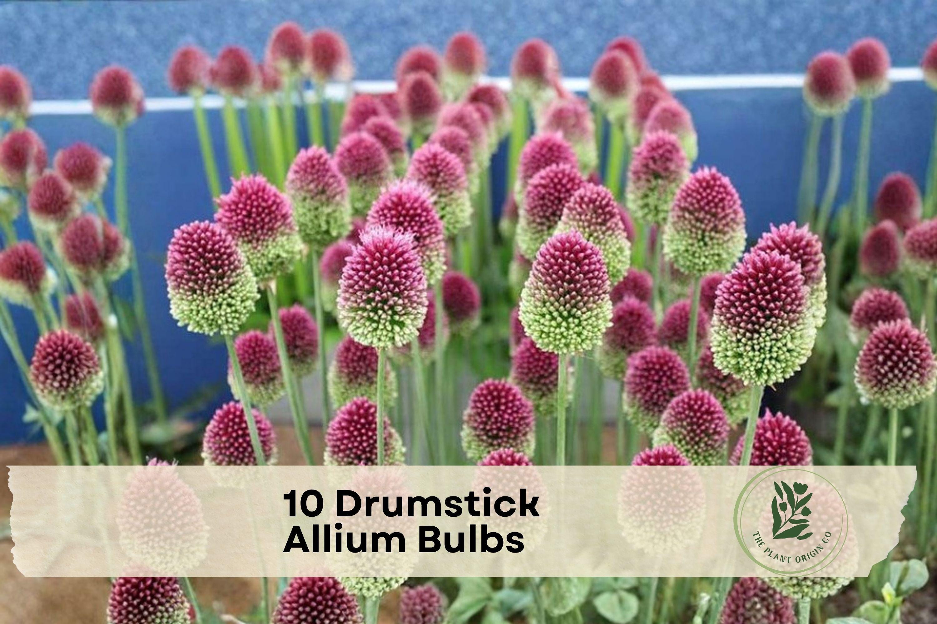 10 Drumstick Allium Bulbs - Ornamental Purple Flower Heads, Perennial, Allium sphaerocephalon for Flower Beds & Borders