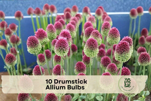 10 Drumstick Allium Bulbs - Ornamental Purple Flower Heads, Perennial, Allium sphaerocephalon for Flower Beds & Borders