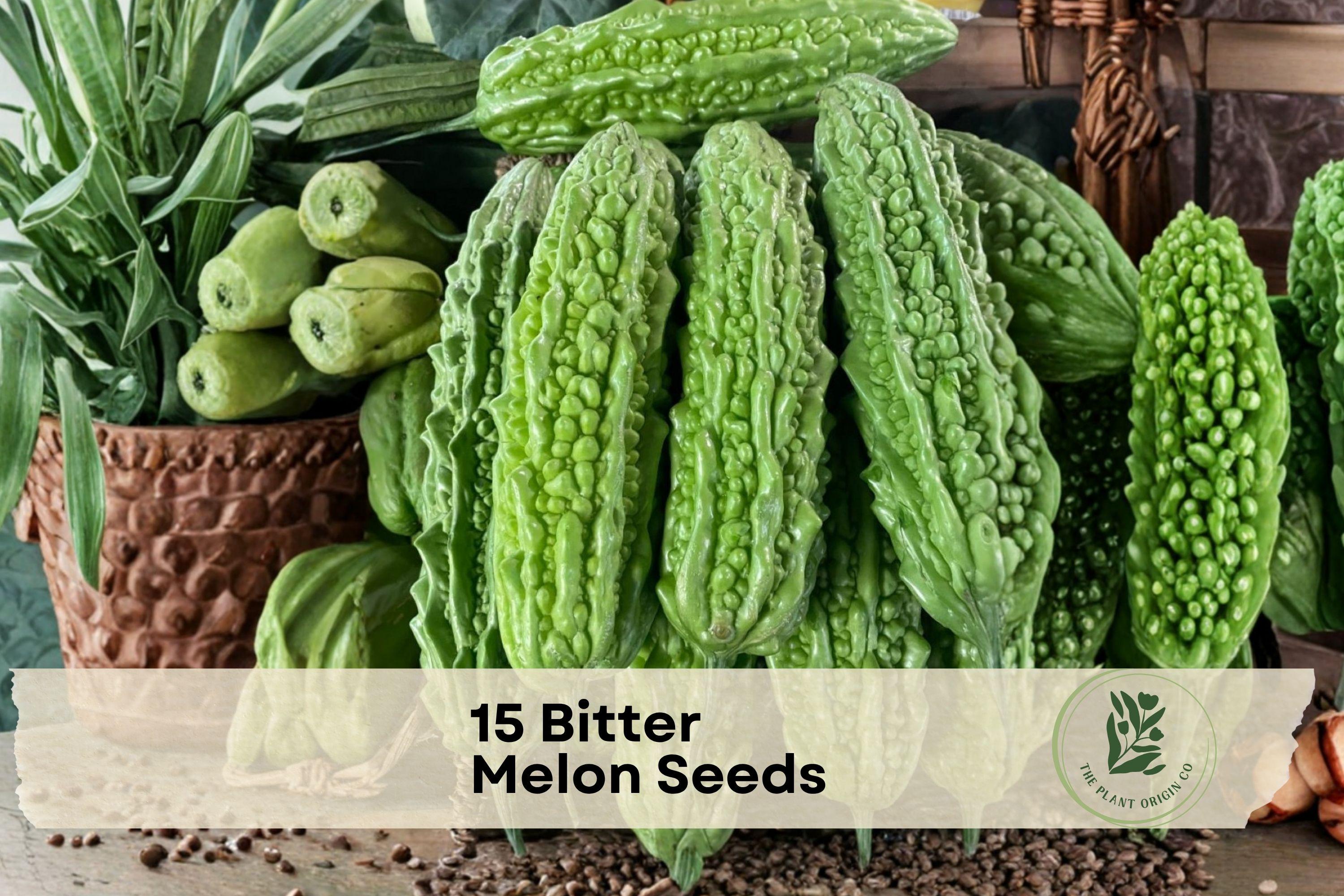 15 Bitter Melon Seeds – Climbing Vegetable Seeds for Garden, Momordica charantia, Green Ridged Fruits, Warm-Season Outdoor Plant