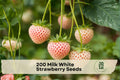 200 Milk White Strawberry Seeds – Fragaria × ananassa White-Toned Fruit Seeds for Home Gardens, Containers, Raised Beds