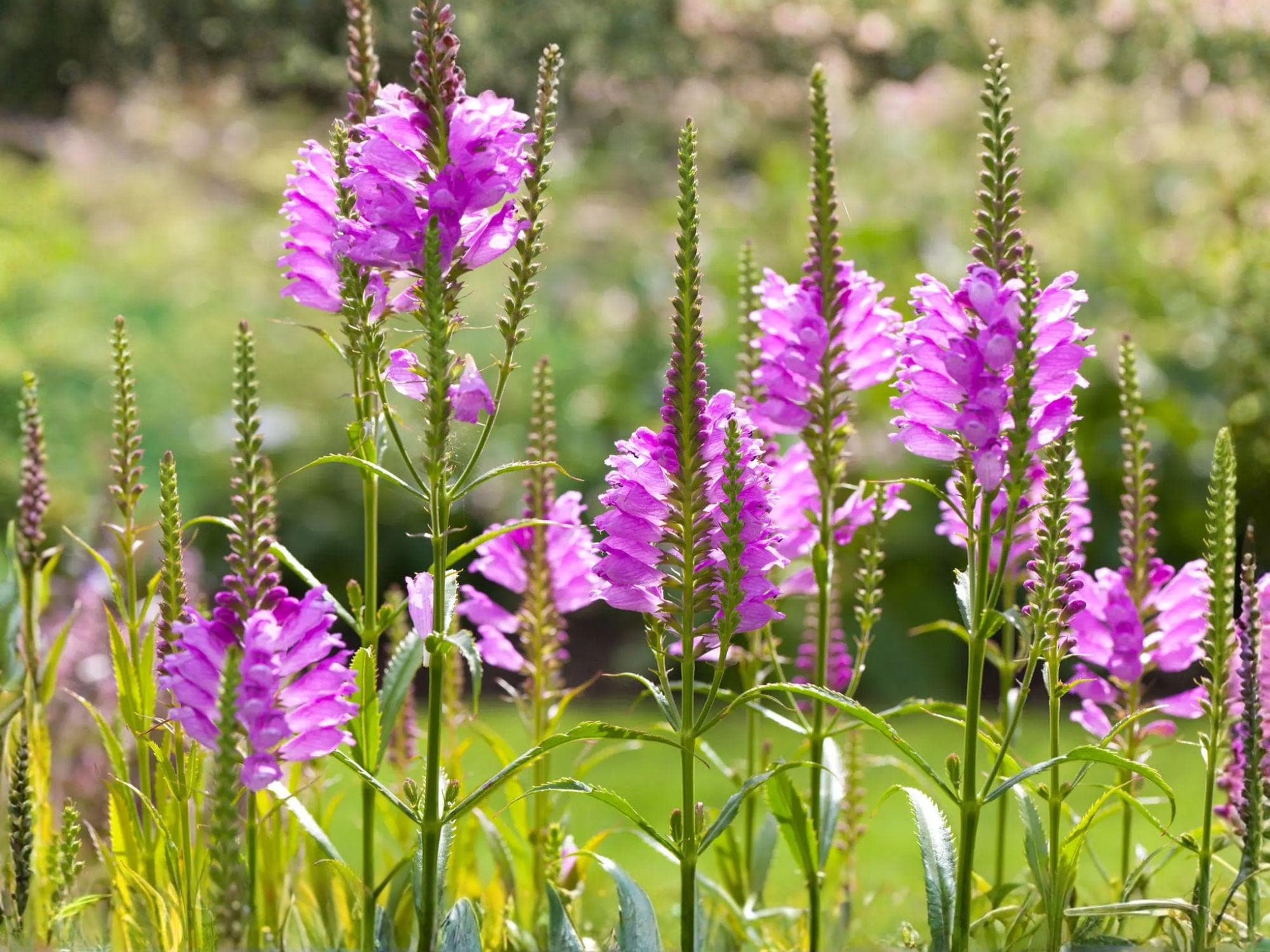 Obedient Plant Seeds | Physostegia virginiana | Perennial Flowering Plant with Pink, Lavender, White Blooms | 50 Seeds