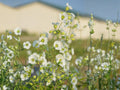 Starry Campion Seeds | Silene stellata Wildflower for Woodland Gardens & Natural Landscaping, 100 Seeds