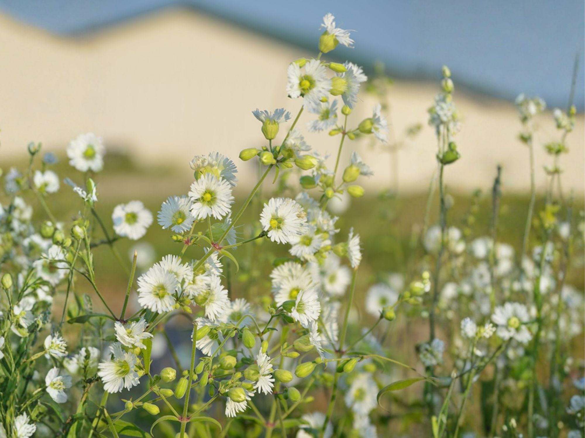 Starry Campion Seeds | Silene stellata Wildflower for Woodland Gardens & Natural Landscaping, 100 Seeds