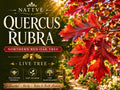 Northern Red Oak Bare Root Tree 12-24" Quercus rubra Deciduous Shade Tree Wildlife Habitat