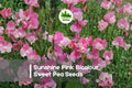 Sunshine Pink Bicolour Sweet Pea Seeds – Fragrant Climbing Vine, Pink & White Blooms, Lathyrus odoratus, 50+ Seeds