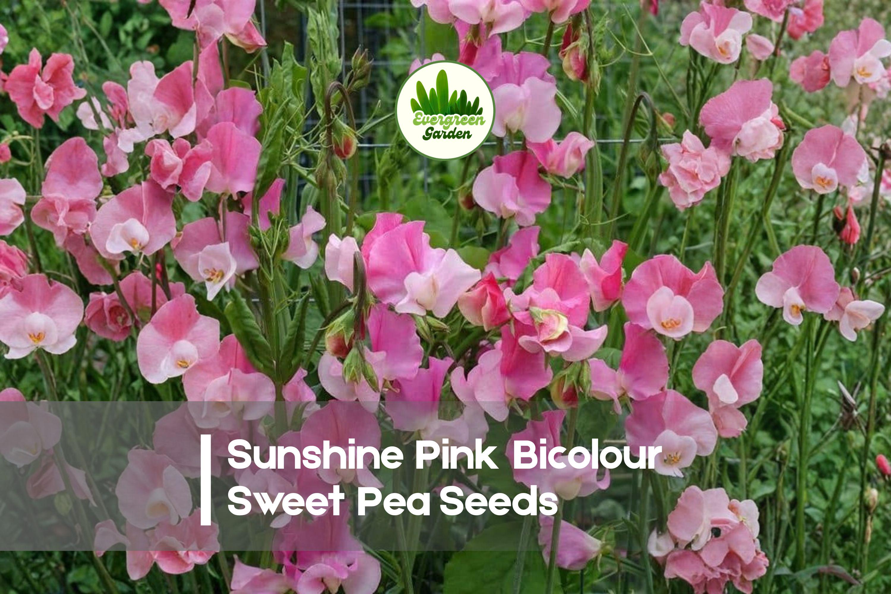 Sunshine Pink Bicolour Sweet Pea Seeds – Fragrant Climbing Vine, Pink & White Blooms, Lathyrus odoratus, 50+ Seeds