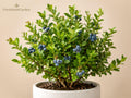 Top Hat Dwarf Blueberry Starter Plant – Compact Vaccinium angustifolium for Patio, Container & Edible Garden
