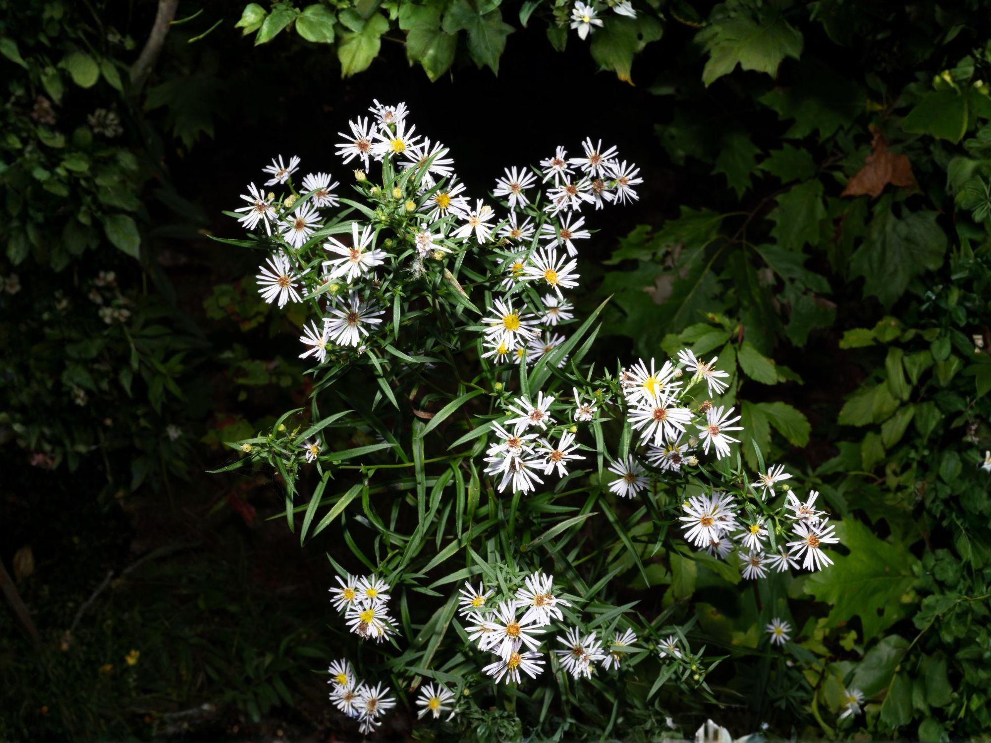 Panicled Aster Seeds | Symphyotrichum Lanceolatum Wildflower for Gardens & Natural Landscapes – 100 Seeds