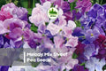 50+ Melody Mix Sweet Pea Seeds, Climbing Vine, Fragrant Pink Lavender Purple White Blooms, Lathyrus odoratus