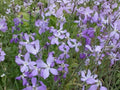 Evening Scented Stock Seeds | Matthiola Longipetala Flower Seeds for Cottage Gardens & Borders | Fragrant Purple, Lavender, Pink, White