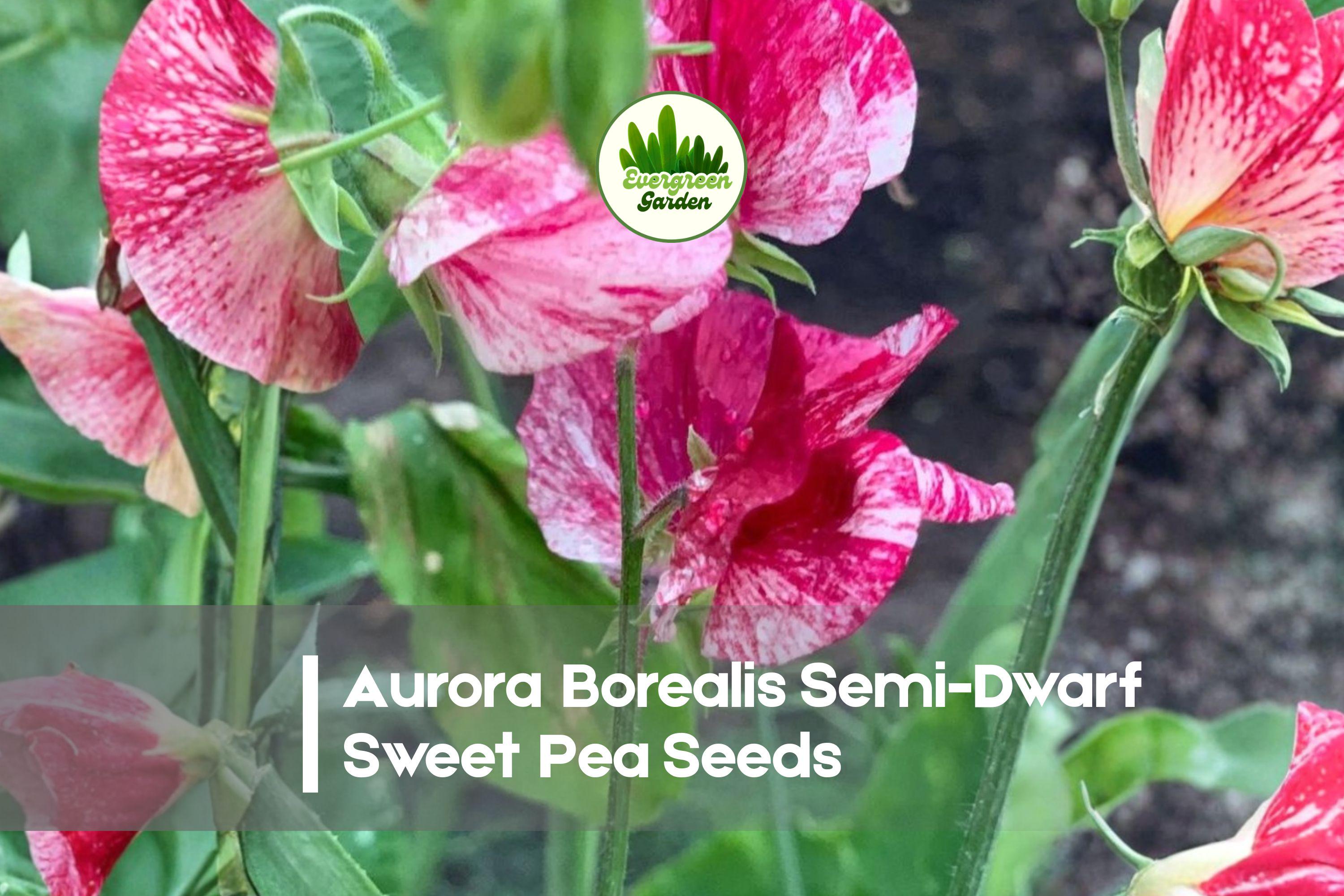 50+ Aurora Borealis Semi-Dwarf Sweet Pea Seeds – Color-Change Blooms, Fragrant Ruffled Flowers, Compact Vine, Lathyrus odoratus