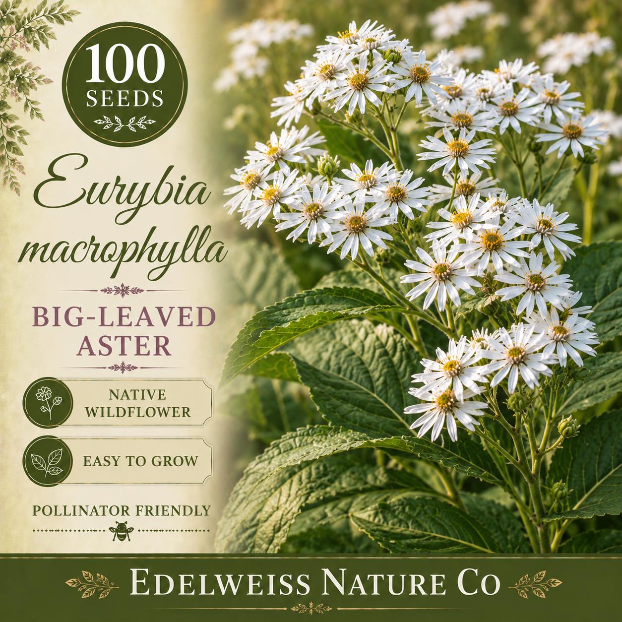 Eurybia macrophylla Seeds – Big-Leaved Aster, Native Shade Wildflower, Pollinator Garden Plant, Heirloom, Non-GMO