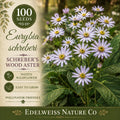 Schreber’s Wood Aster Seeds – Heirloom Native Shade Wildflower – Eurybia schreberi, Pollinator-Friendly Groundcover, Non-GMO