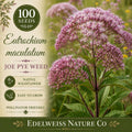 Eutrochium maculatum Joe Pye Weed Seeds – Pink Native Perennial Pollinator Garden Flower, Heirloom, Non-GMO, 100 Seeds