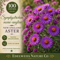 Symphyotrichum novae-angliae Seeds – Heirloom Non-GMO Purple New England Aster Pollinator Wildflower