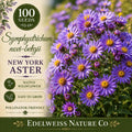 Symphyotrichum novi-belgii 100 Seeds – New York Aster Purple Pollinator Garden Flower, Heirloom, Non-GMO, Perennial