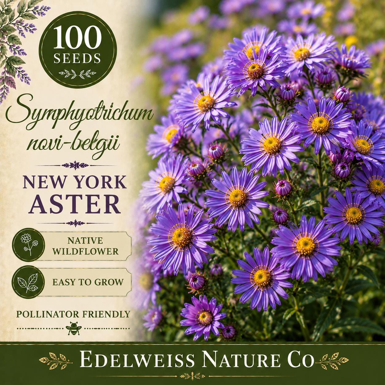 Symphyotrichum novi-belgii 100 Seeds – New York Aster Purple Pollinator Garden Flower, Heirloom, Non-GMO, Perennial