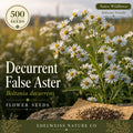 Decurrent False Aster Seeds – Native Prairie Wildflower, Pollinator Perennial, White Blooms, Boltonia decurrens, 500 Seeds