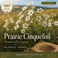 Prairie Cinquefoil Seeds - Native White Wildflower, Drought Tolerant, Perennial, Drymocallis arguta, 100 Seeds