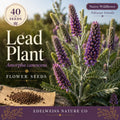 Amorpha Canescens Seeds – 40 Native Prairie Shrub Seeds for Xeriscape, Pollinator Gardens, and Restoration Projects