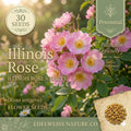 Illinois Rose Seeds – 30 Rosa setigera Native Climbing Pink Wild Rose for Fences, Trellises, Prairie Gardens, Wildlife & Habitat Planting