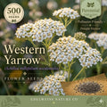 Western Yarrow Seeds – 500 Native Achillea Millefolium Occidentalis Wildflower for Pollinator Gardens and Xeriscape