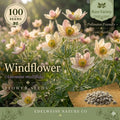 Anemone Multifida Seeds – 100 Windflower Native Wildflower for Prairie, Rock Garden & Pollinator Gardens