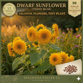 Teddy Bear Sunflower Seeds – Dwarf Dbl Golden Yellow Flowers – 15 Seeds for Container & Small Gardens – Annual, Full Sun, Easy Grow