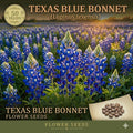 Texas Bluebonnet Seeds – 50 Lupinus texensis Wildflower Seeds for Native Gardens, Pollinator Gardens, Spring Blooms