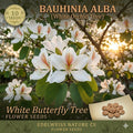 White Orchid Tree Seeds – Bauhinia alba Flowering Ornamental Tree for Tropical Gardens, Patio & Landscape