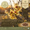 Wintersweet Seeds – 10 Chimonanthus Praecox Fragrant Flowering Shrub Seeds for Winter Garden, Cold-Hardy, Yellow Flowers