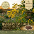 Dotted St. John’s Wort Seeds – 500 Hypericum Punctatum Native Wildflower Seeds for Pollinator Gardens & Meadow Restoration