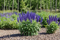 Blue Queen Salvia Seeds – Salvia farinacea, Perennial Flowering Plant, Blue Blooms, Garden Border, Landscape Plant, 50 Seeds