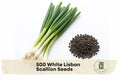 White Lisbon Scallion Seeds – 500 Pack, Allium fistulosum, Green & White, Fast-Growing Spring Onion for Vegetable Gardens