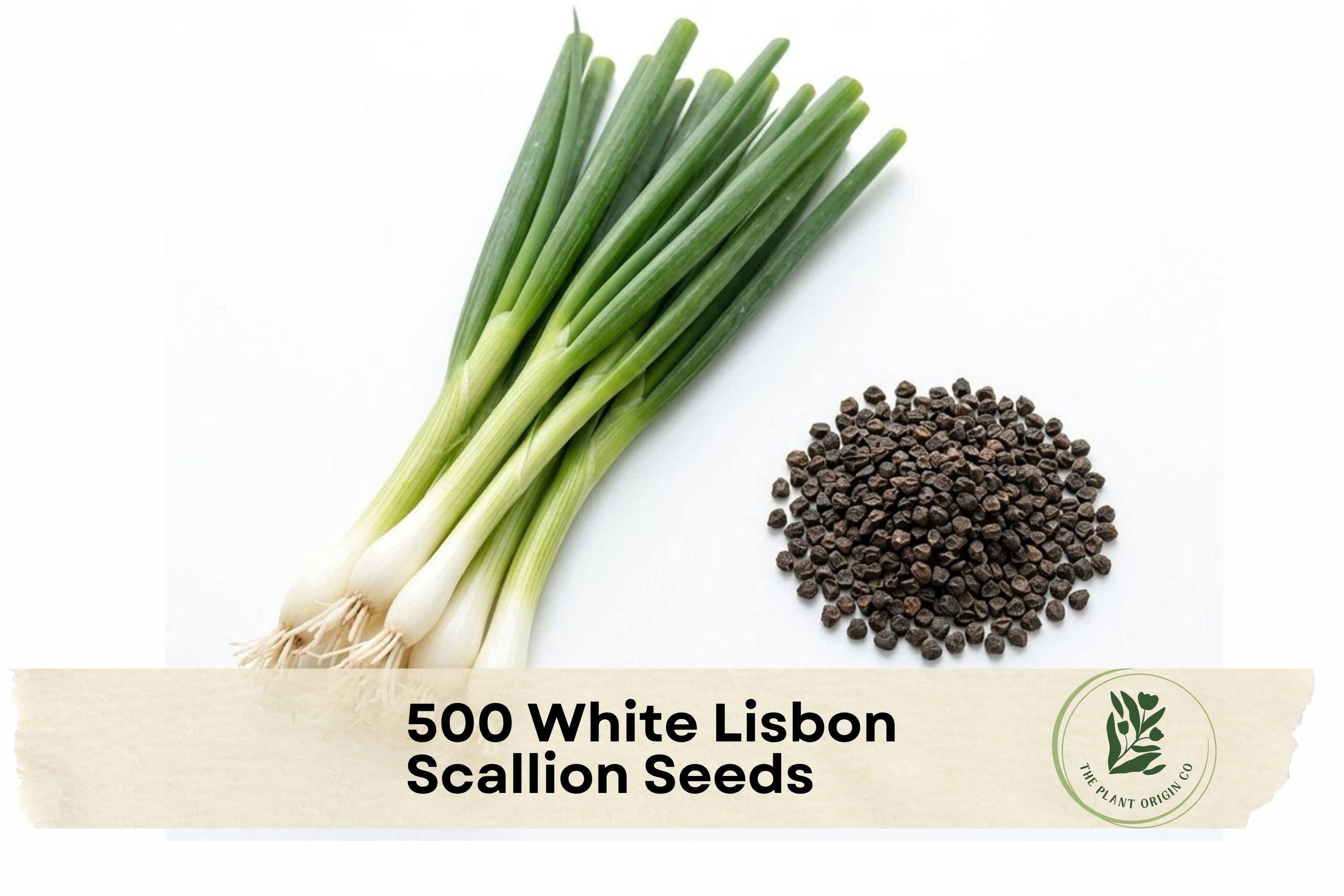 White Lisbon Scallion Seeds – 500 Pack, Allium fistulosum, Green & White, Fast-Growing Spring Onion for Vegetable Gardens