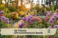50 Thistle Chrysanthemum Flower Seeds – Spiky, Pollinator-Friendly Chrysanthemum spp. for Garden Beds & Cut Flowers