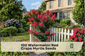 Watermelon Red Crape Myrtle Seeds - Lagerstroemia indica Flowering Tree or Shrub, Red Bloom, Ornamental Garden Plant