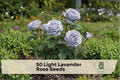 Light Lavender Rose Seeds – Rosa spp. Perennial Flower Seeds for Garden Beds, Borders, and Landscape Displays
