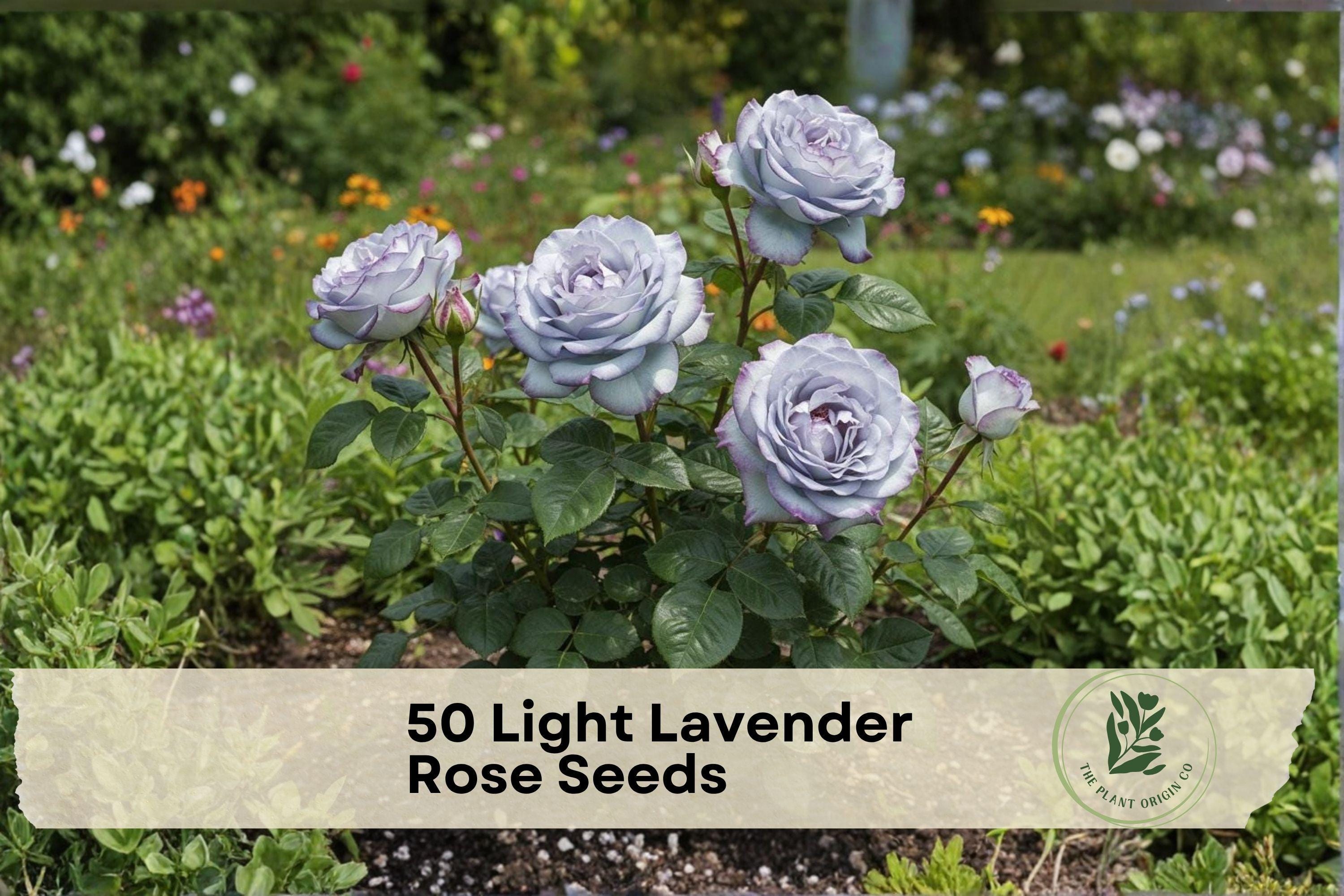 Light Lavender Rose Seeds – Rosa spp. Perennial Flower Seeds for Garden Beds, Borders, and Landscape Displays