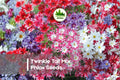 Twinkle Tall Mix Phlox Seeds – Vibrant Star-Shaped Flowers, Annual, Attracts Pollinators, 100+ Seeds, Phlox drummondii