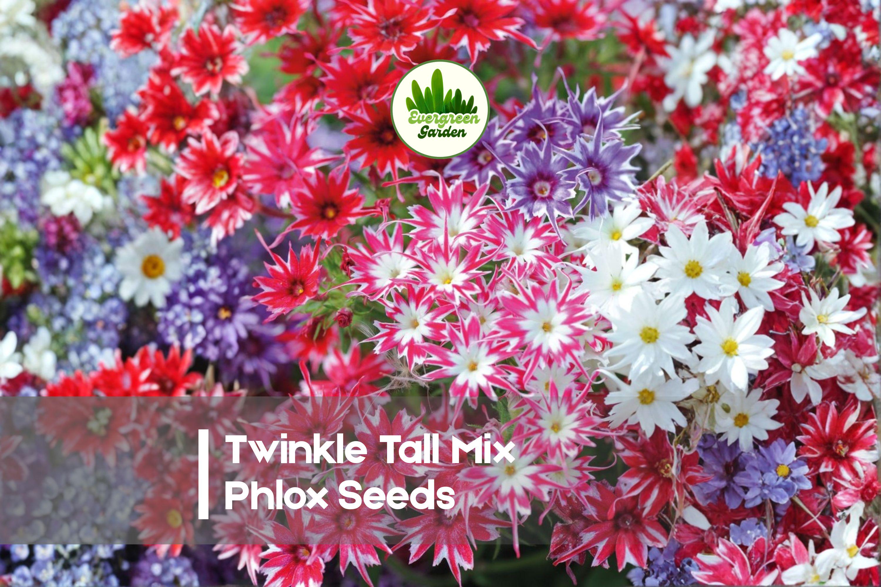 Twinkle Tall Mix Phlox Seeds – Vibrant Star-Shaped Flowers, Annual, Attracts Pollinators, 100+ Seeds, Phlox drummondii