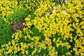 Yellow Acre Sedum Seeds – Sedum acre Ground Cover Succulent, Drought Tolerant Perennial Plant, Full Sun, Well-Drained Soil, 200 Seeds