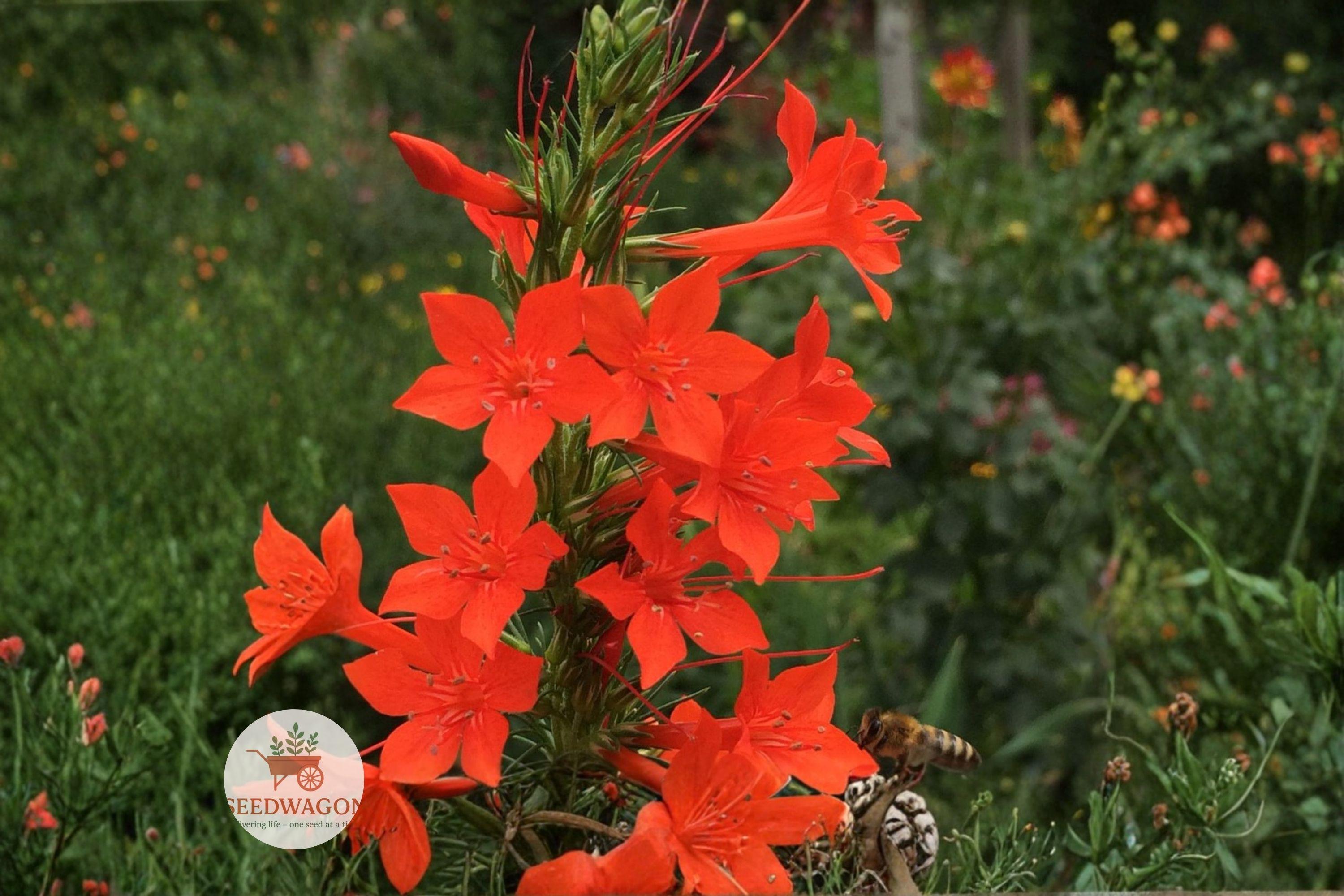 Standing Cypress Seeds - Ipomopsis rubra Wildflower Seeds for Pollinator Gardens, Drought Tolerant, Red Tubular Blooms, Native Prairie Plant