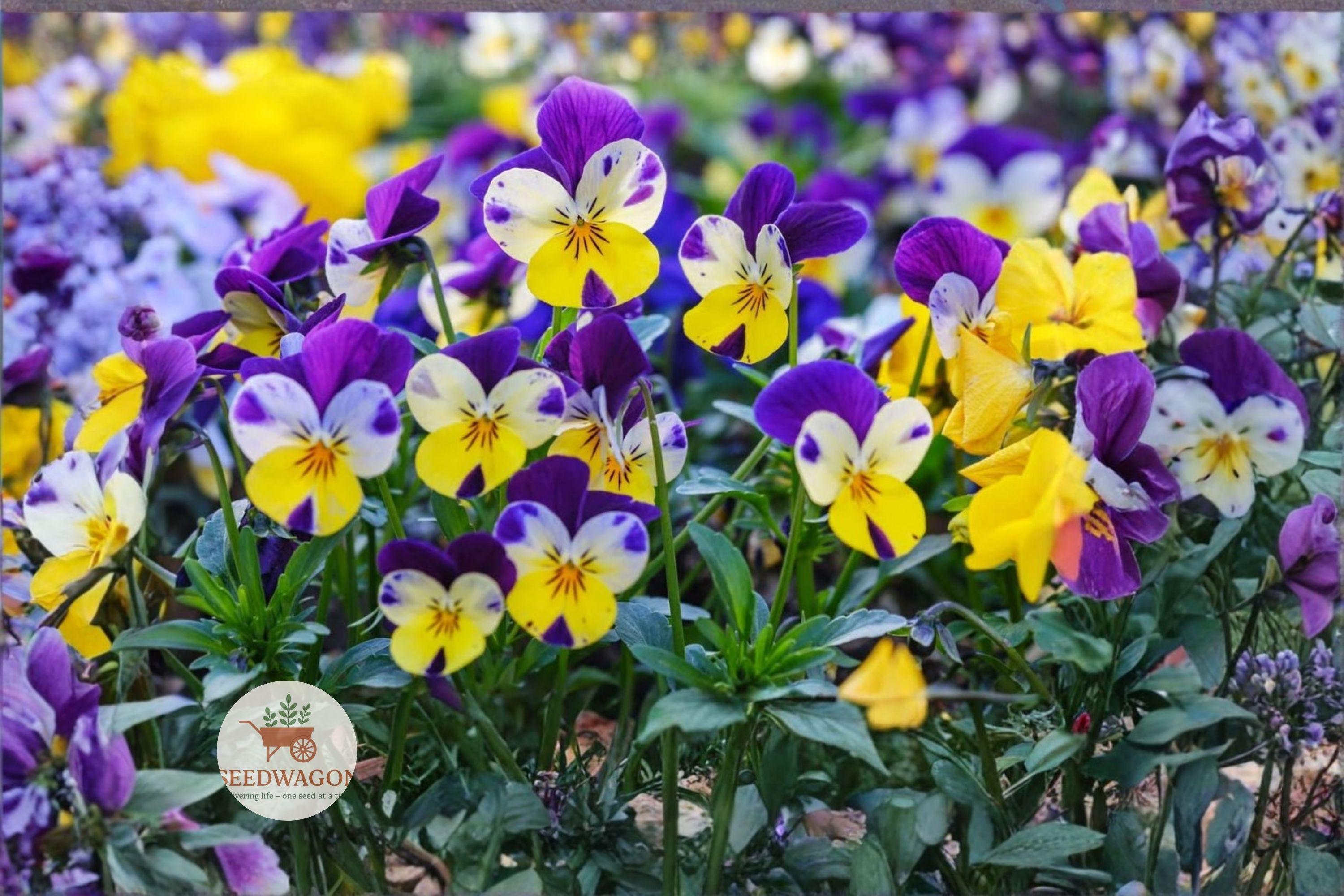 Helen Mount Johnny Jump Up Seeds – Viola tricolor Flower Seeds, Compact Annual, Pollinator-Friendly, Colorful Purple, Yellow & White Blooms