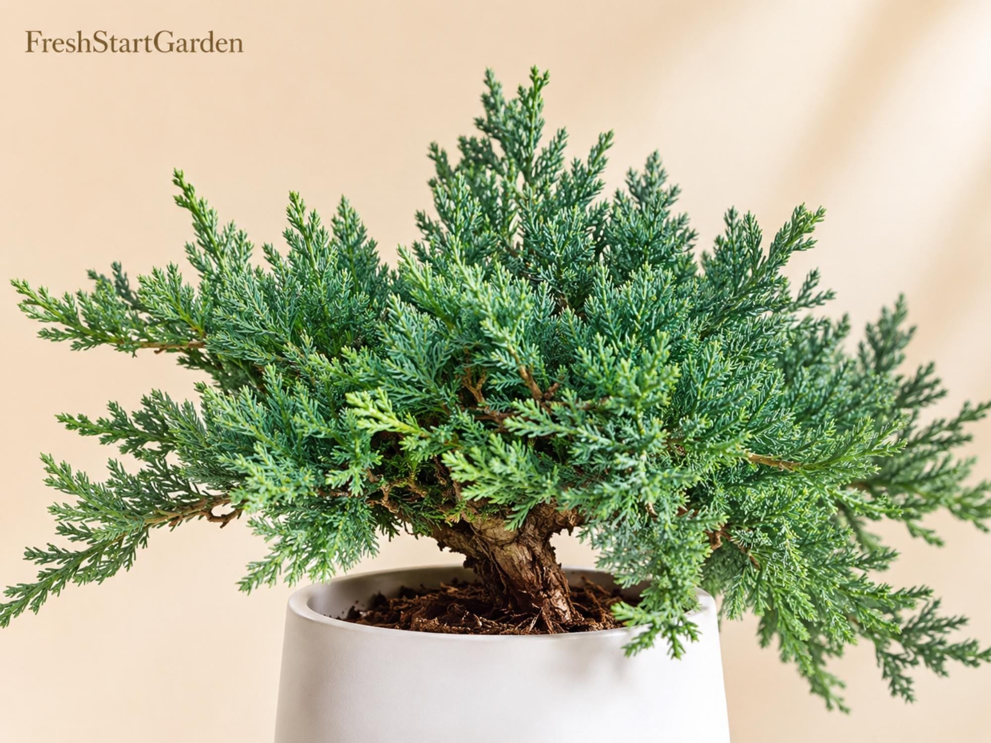 Blue Rug Juniper Plant | 3-6 Inches | Evergreen Ground Cover | Juniperus horizontalis 'Wiltonii'