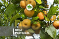 Hosui Pear Seeds, Asian Pyrus pyrifolia, Edible Landscape, Orchard-Quality Fruit, Juicy, Crisp, Sweet, Spring Blossoms