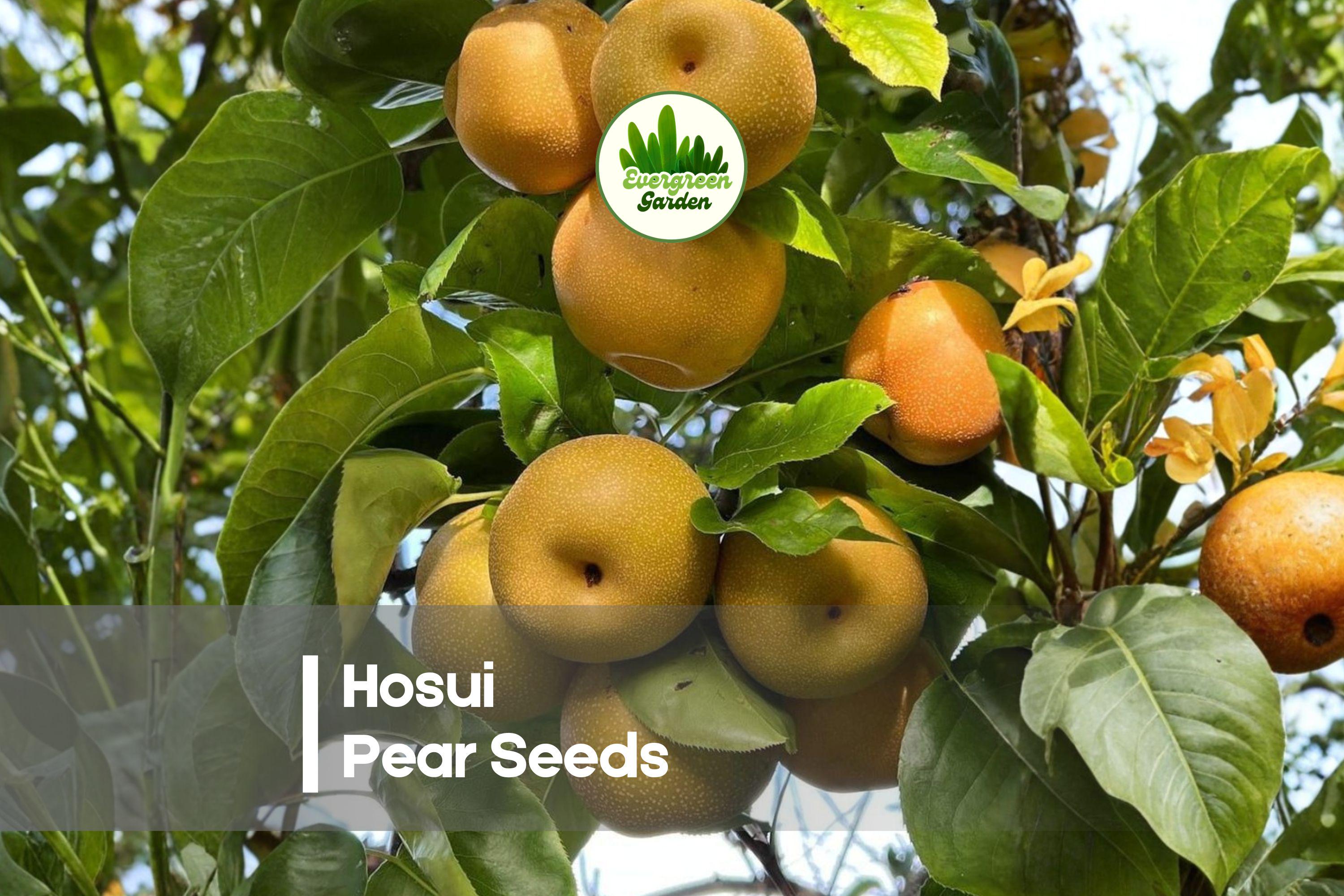 Hosui Pear Seeds, Asian Pyrus pyrifolia, Edible Landscape, Orchard-Quality Fruit, Juicy, Crisp, Sweet, Spring Blossoms