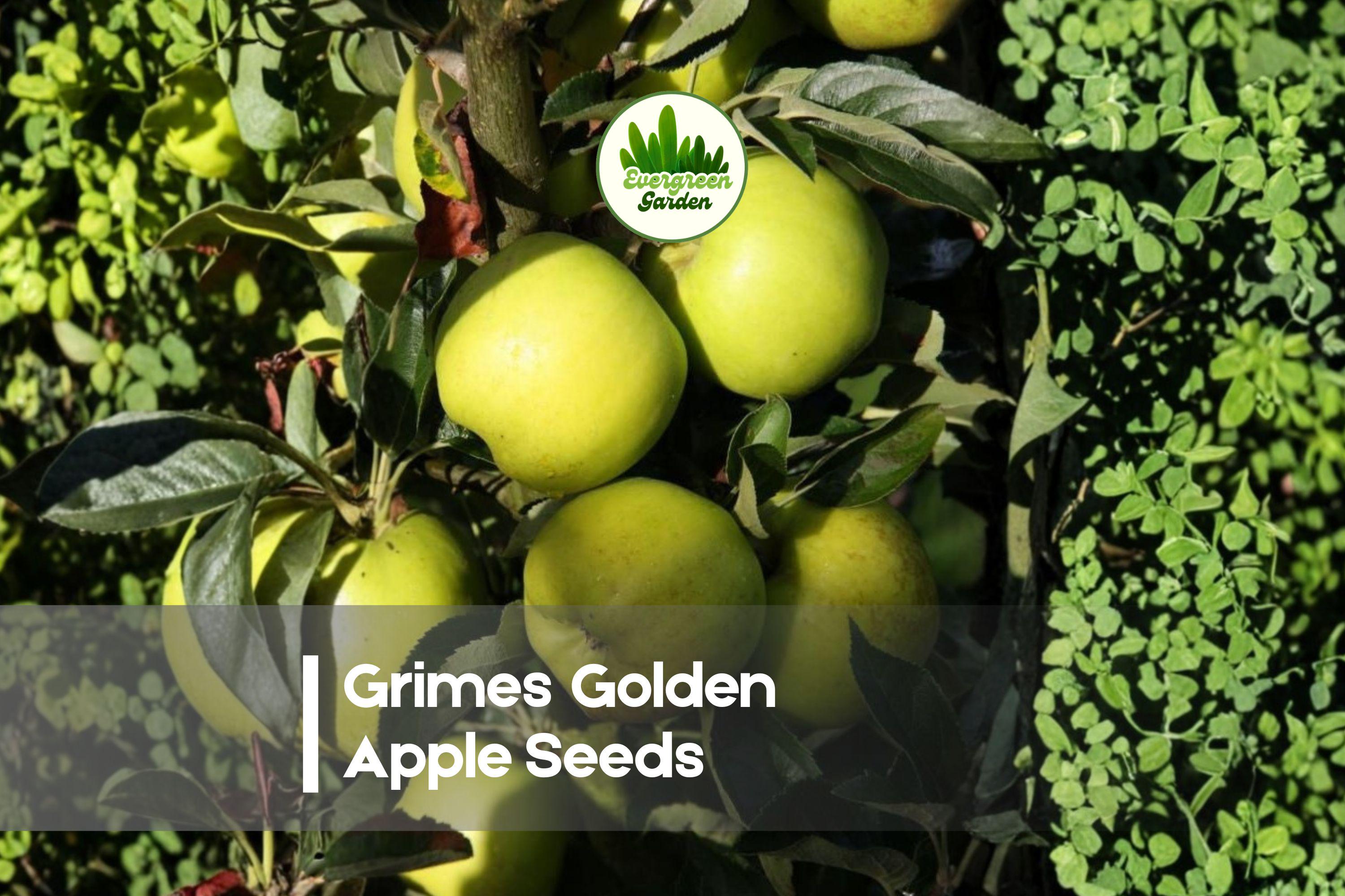 25+ Grimes Golden Apple Seeds - Heirloom Malus domestica for Home Orchards, Gardens & Edible Landscapes