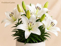 Navona White Asiatic Lily Bulbs – Lilium asiaticum Hardy Perennial Flower for Borders, Containers, Garden Beds