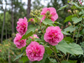 False Confederate Rose Seeds | Hibiscus paramutabilis | Everblooming Pink Flowering Shrub for Garden & Landscape